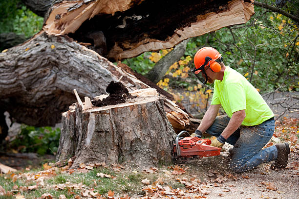 Tree Removal for Businesses in Calais, ME